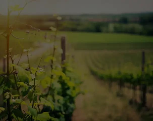 Sfondo sezione contatti che raffigura un vigneto al tramonto